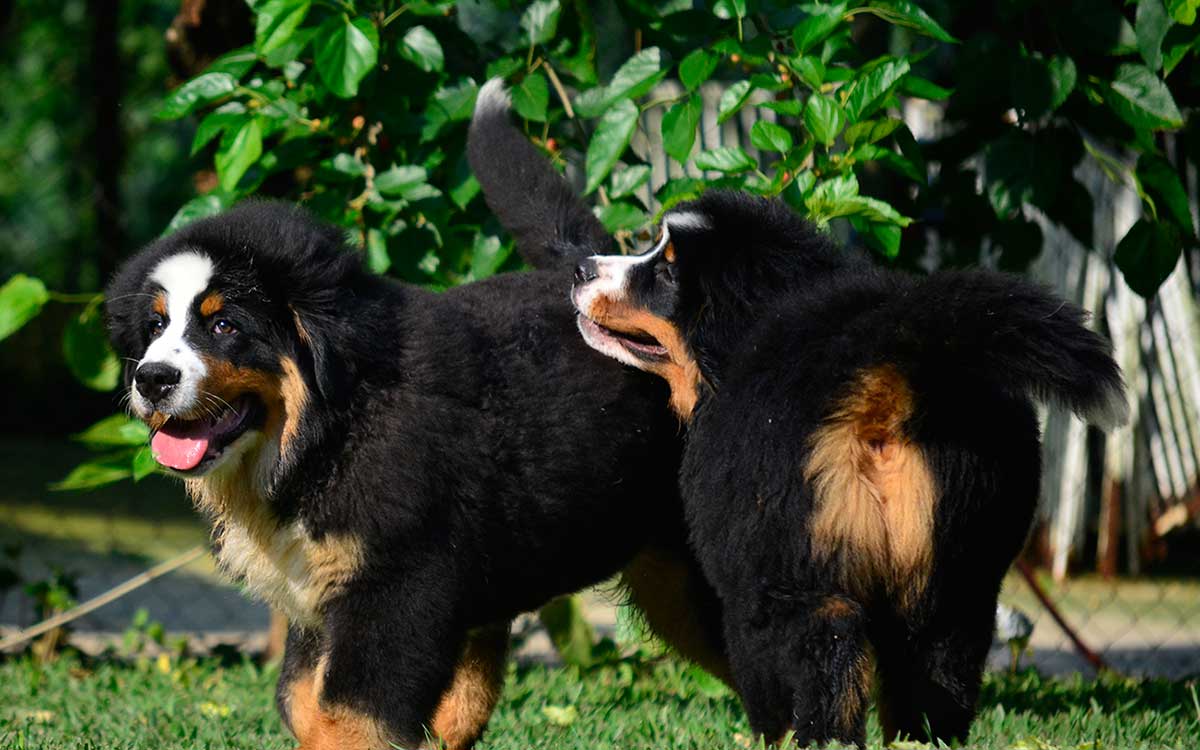 Encontro de Berneses de Piracicaba